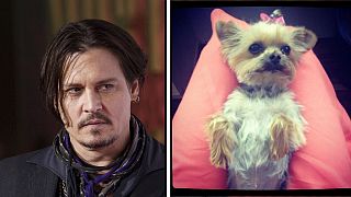 Johnny Depp'in köpekleri Avustralya'yı karıştırdı