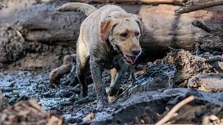 Image: A search and rescue dog is guided through properties after a mudslid