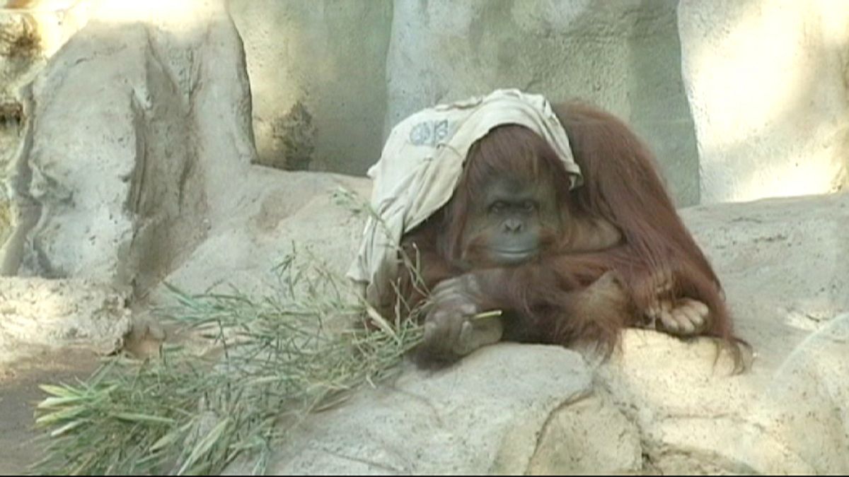 Arjantin'de orangutan Sandra için duruşma