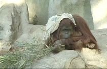 La justicia argentina decide sobre el orangután triste