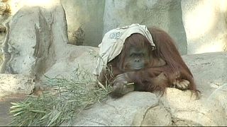 Argentine court to rule on 'depressed' orangutan