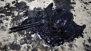 Santa Barbara coast devastated by nightmare oil spill