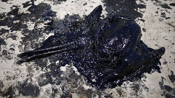 EUA: Maré negra no bastião dos ecologistas norte-americanos EUA: Maré negra no bastião dos ecologistas norte-americanos