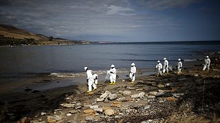 آمریکا؛ پاکسازی لکه های نفتی ساحل سانتاباربارا ماهها طول خواهد کشید