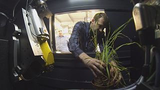'Desnudando' las raíces de las plantas para reducir los fertilizantes