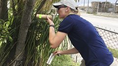 Image: Research entomologist Catherine Pruszynski releases male mosquitos i