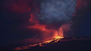 Wolf spuckt Lava auf den Galapagos-Inseln