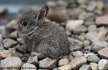 Bunny beaten to death live on Danish radio