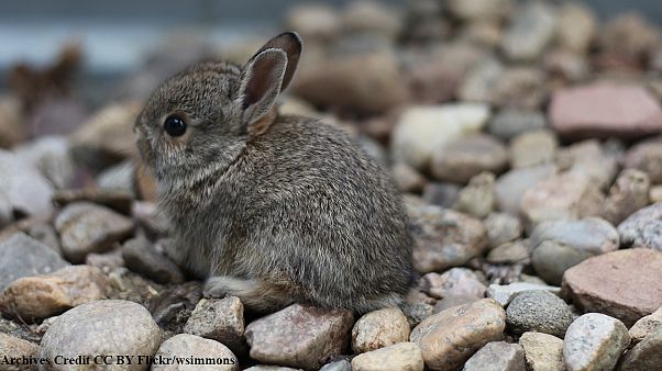 Bunny beaten to death live on Danish radio Bunny beaten to death live on Danish radio
