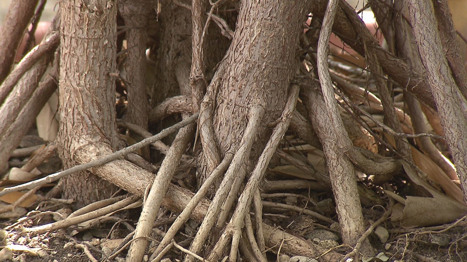 Do you know: roots or branches, which grow faster?
