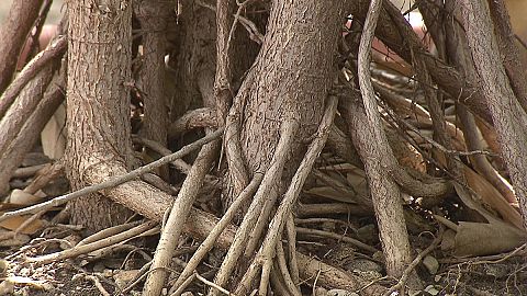 Do you know: roots or branches, which grow faster?