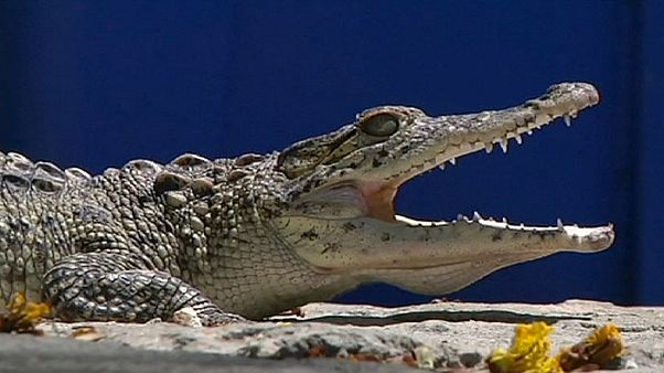 Auch für Krokodile endet irgendwann der Kalte Krieg Auch für Krokodile endet irgendwann der Kalte Krieg