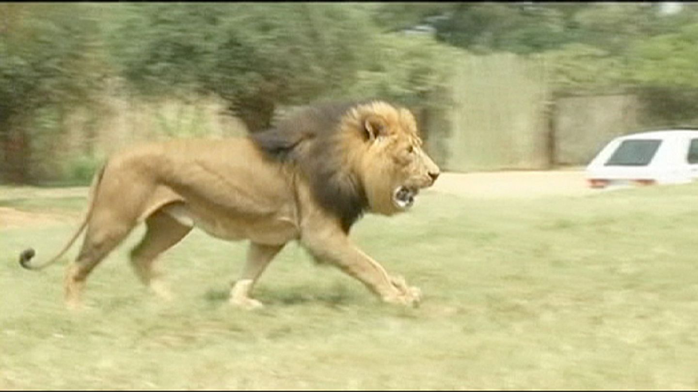 Una turista estadounidense muere por el ataque de un león en un parque  natural sudafricano | Euronews