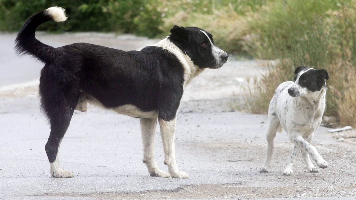 Δράμα: Χίλια ευρώ αμοιβή για τον δολοφόνο αδέσποτων σκύλων