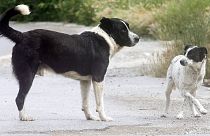 Δράμα: Χίλια ευρώ αμοιβή για τον δολοφόνο αδέσποτων σκύλων