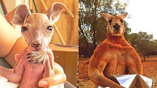 Roomarkable leap: from hairless orphan to muscular marsupial