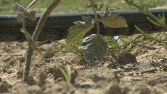 Do you know: can crops grow without water?