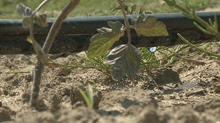 Do you know: can crops grow without water?