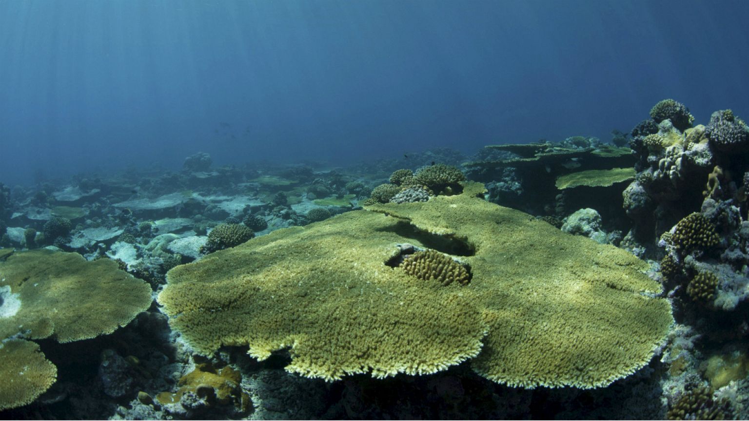 Journée mondiale de l’océan : les fonds sous-marins dans Google Street View
