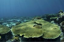 Journée mondiale de l’océan : les fonds sous-marins dans Google Street View