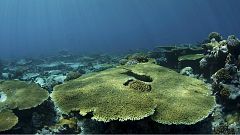 Journée mondiale de l’océan : les fonds sous-marins dans Google Street View