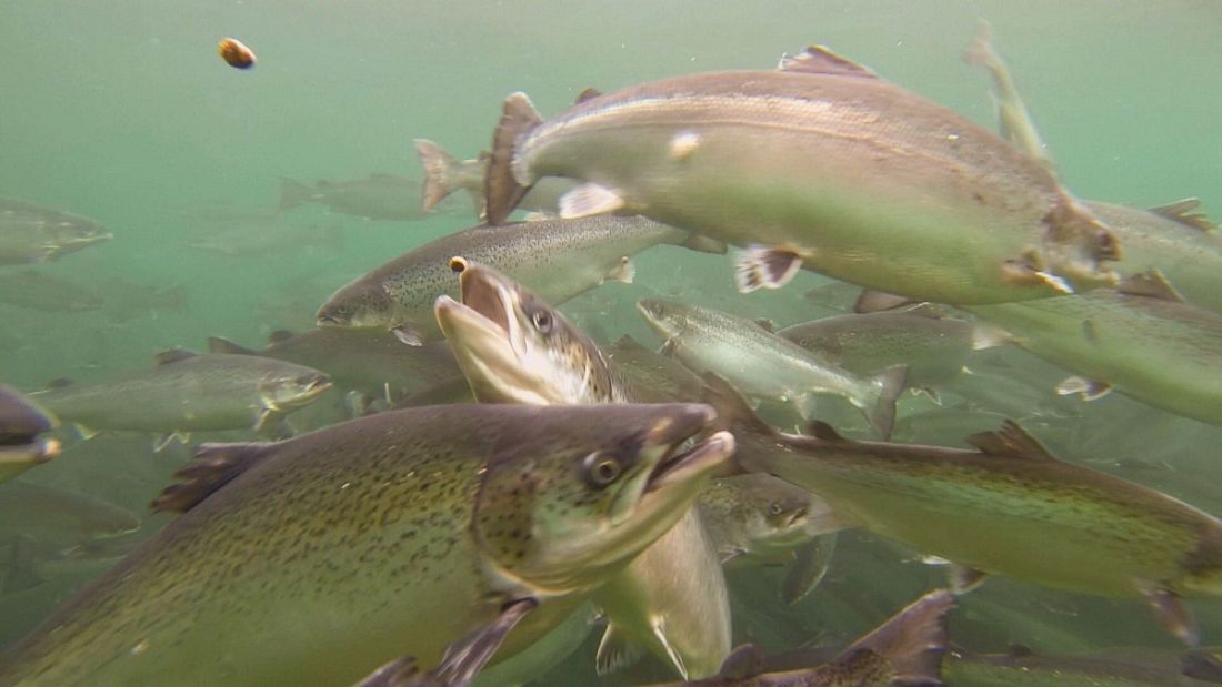 Do you know: do fish feel global warming? | Euronews