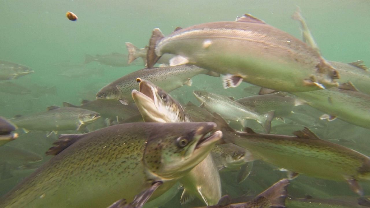 Is seafood still safe to eat?