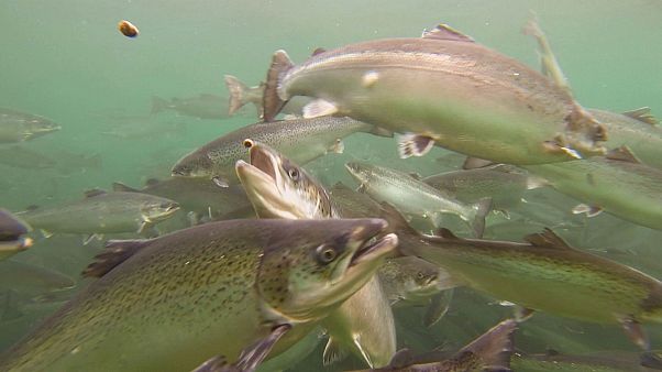 Is seafood still safe to eat?
