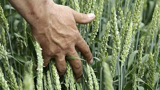 Россия: засуха угрожает урожаю зерна