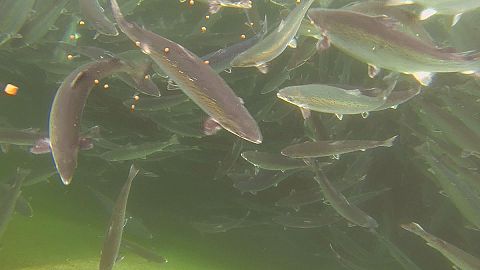 Do you know: do fish feel global warming?