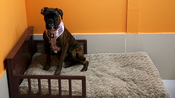 Dubai: Hunde im Luxus Dubai: Hunde im Luxus