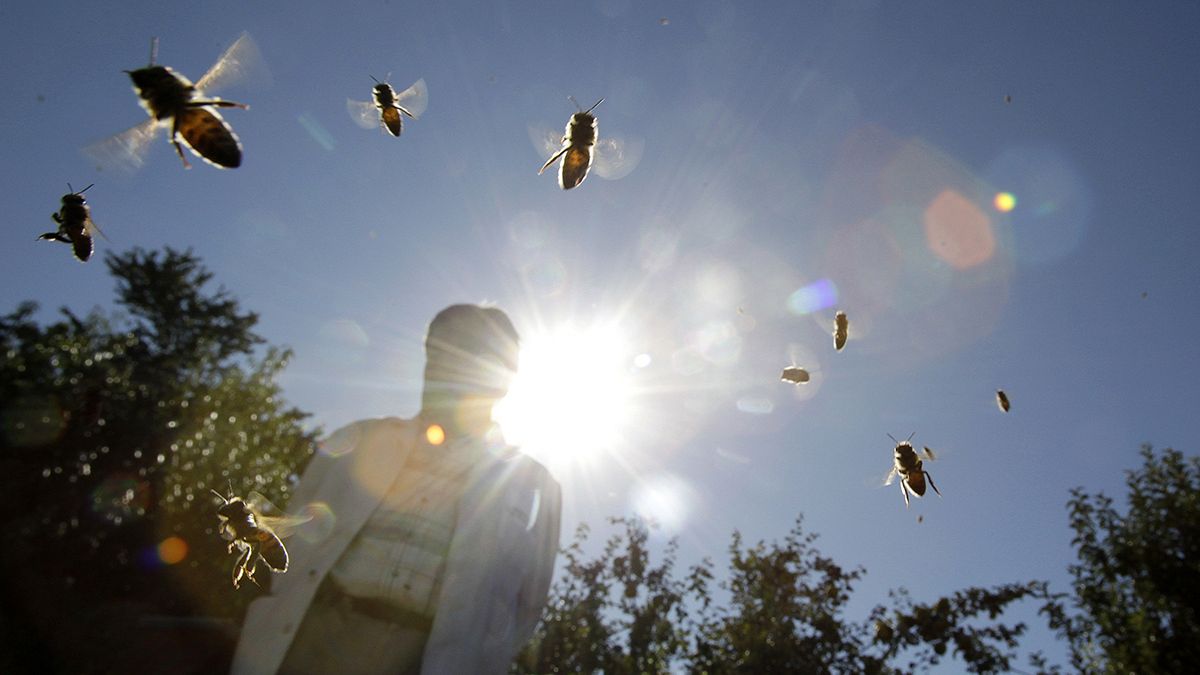 Frankreich kämpft gegen das Bienensterben