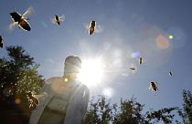 Francia lidera en Europa la protección de las abejas para evitar que se rompa el ciclo alimentario