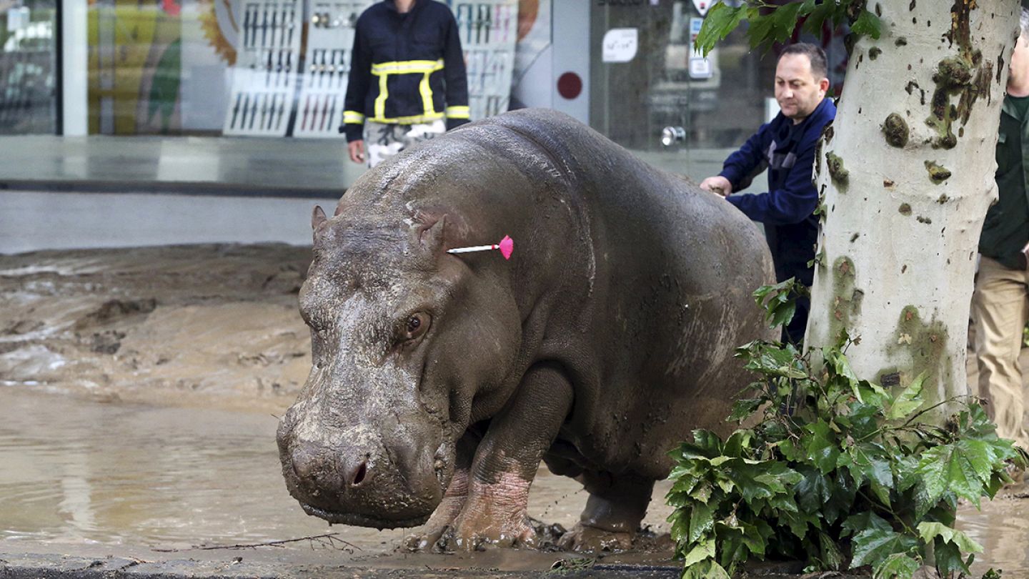 Dangerous animals escape on to the streets of the Georgian capital after  floods that killed at least nine people | Euronews