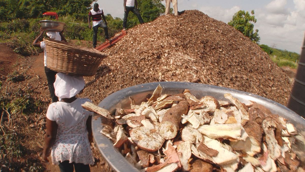 تولید قارچ خوراکی از ضایعات غذایی در غنا