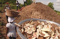 Ghana : comment valoriser les déchets issus de la transformation du manioc ?