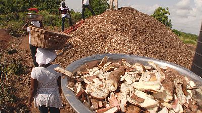Waste not, want not: Ghana's mushrooming bio-waste initiative