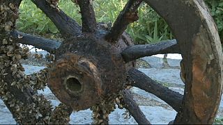 Danube : les belles découvertes de deux plongeurs roumains passionnés d'histoire