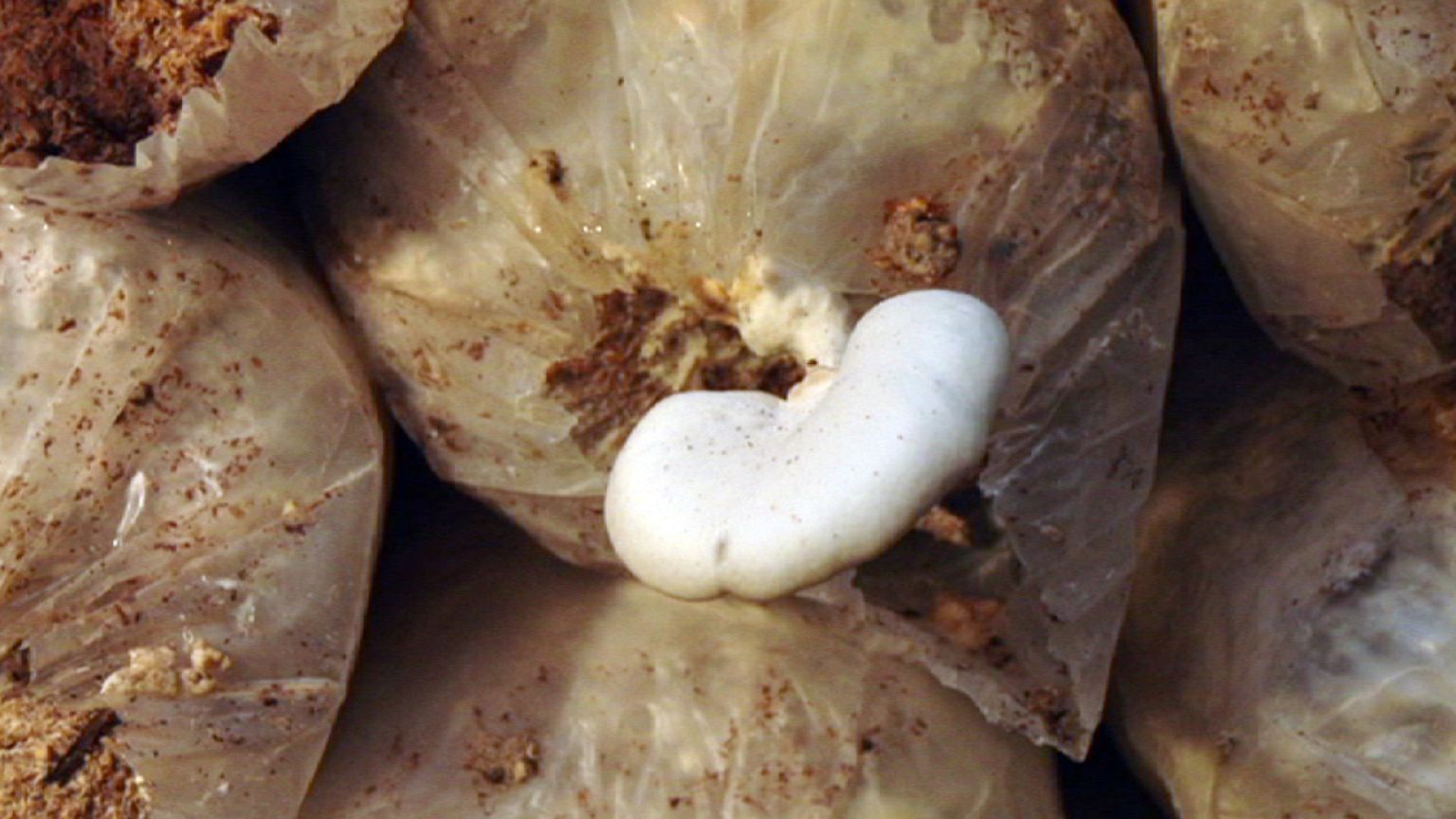 Do you know: can waste be food?