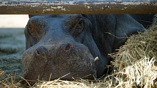 Georgien: Mann tot, Tiger erschossen