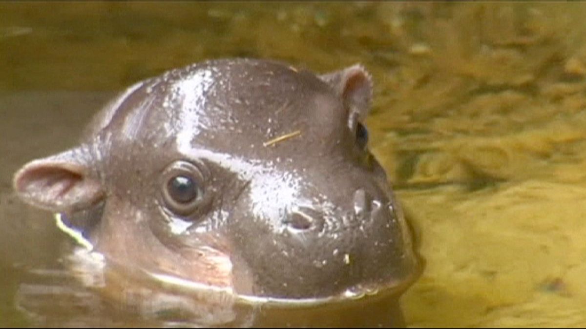 Melbourne  Zoo's newest baby elephant takes first bath