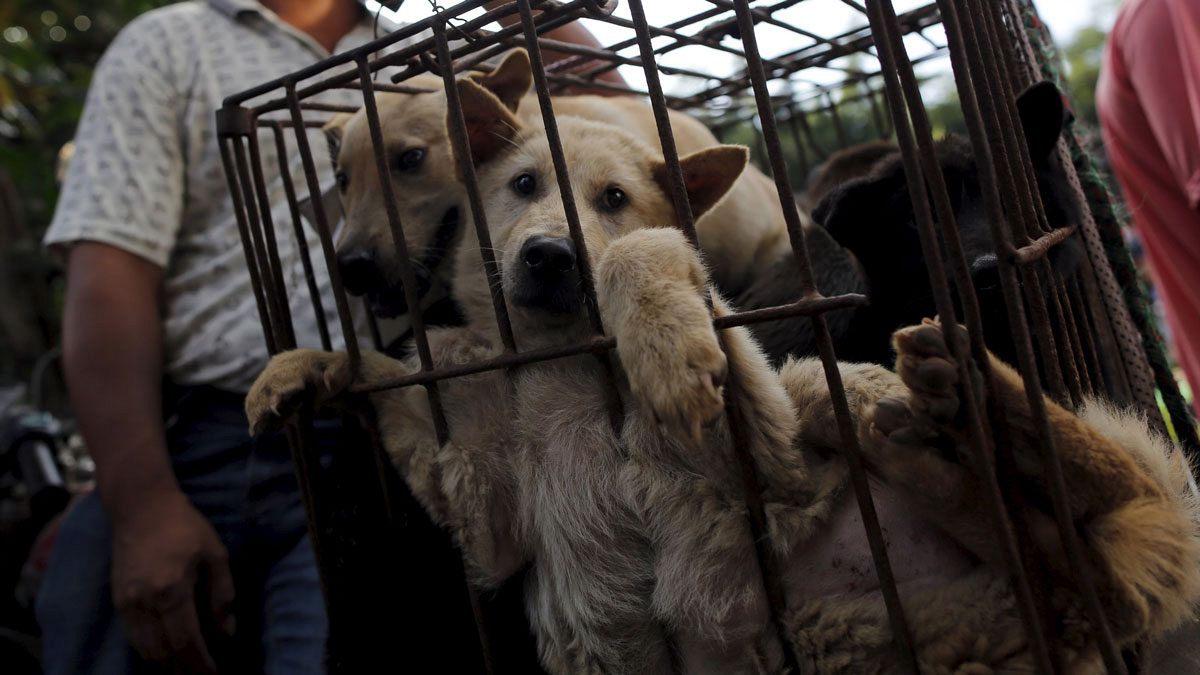 Китай: попытка протеста против поедания собачьего мяса