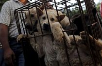 Cina: protesta contro il consumo della carne di cane