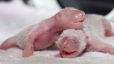 Giant panda in China gives birth to twin girls