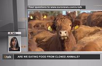 En Europa, ¿podemos toparnos en nuestros platos con carne o leche procedentes de animales clonados?