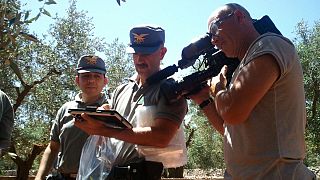 Italie : à l'assaut de la Xylella fastidiosa, la bactérie tueuse d'oliviers