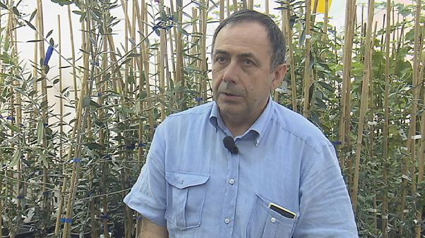 Donato Boscia: gli ulivi nel mirino della Xylella Donato Boscia: gli ulivi nel mirino della Xylella