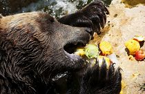 Canicule : fruits glacés pour les animaux des zoos