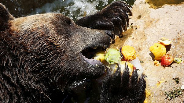 Calor: Residentes de zoológicos recebem guloseimas geladas Calor: Residentes de zoológicos recebem guloseimas geladas