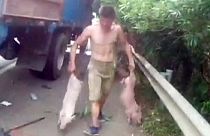 Hundreds of piglets escape from truck on Chinese highway